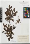 Foto von Salix myrsinifolia Salisb. x Salix phylicifolia L.